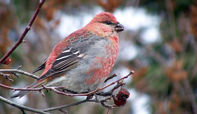"Grosbeak bird"