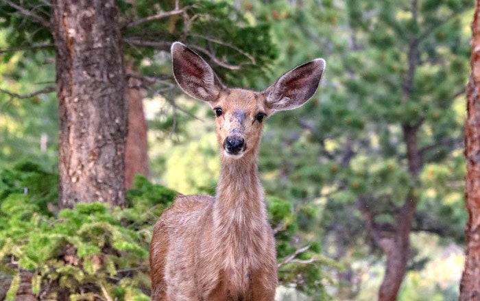 "Mule Deer in Rocky Mountain National Park"
