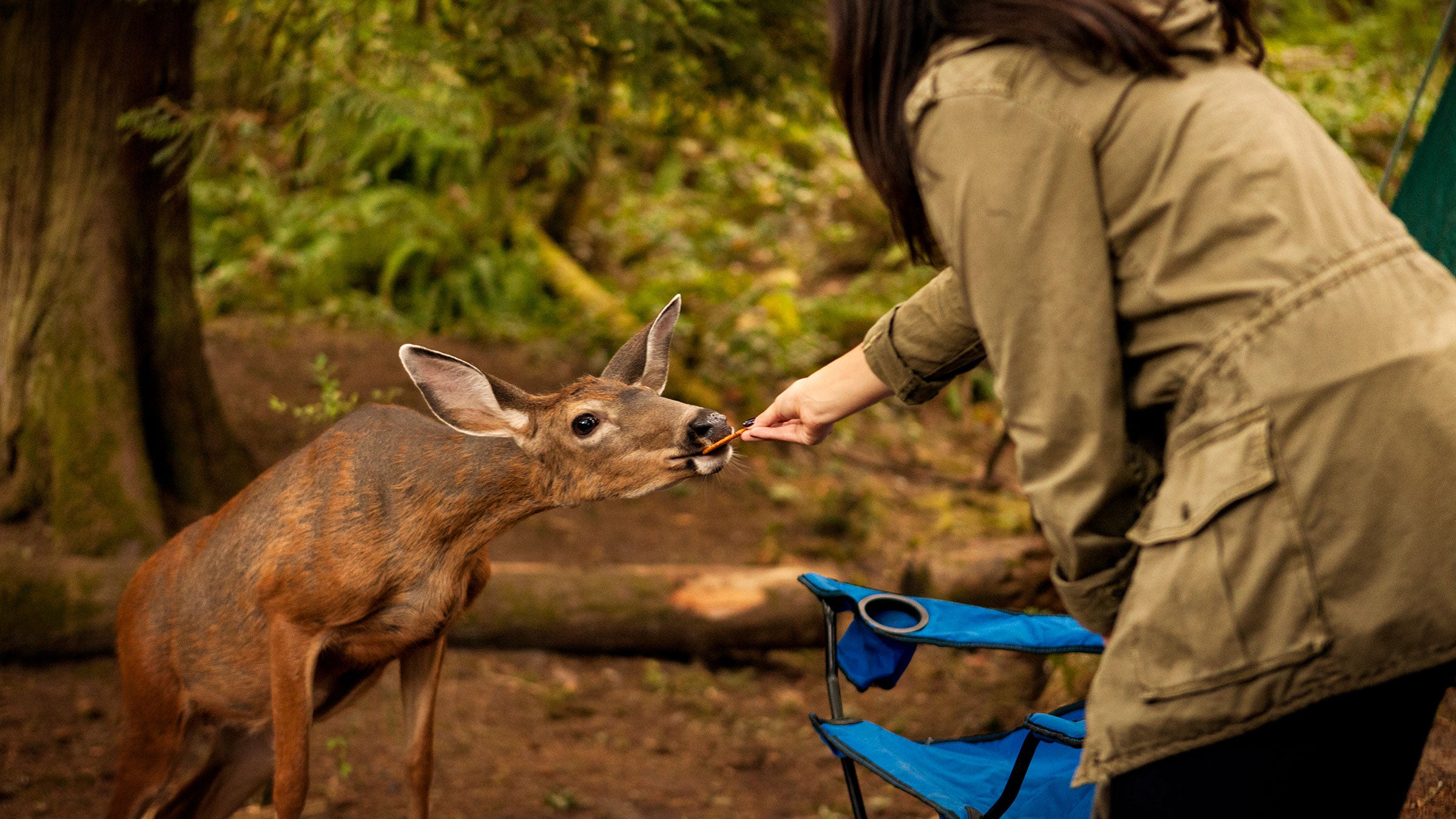 Woman feeding a deer