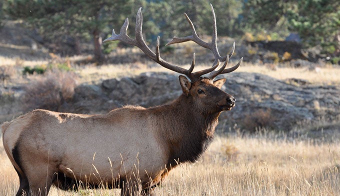 "Elk bull in Rocky Mountain National Park"