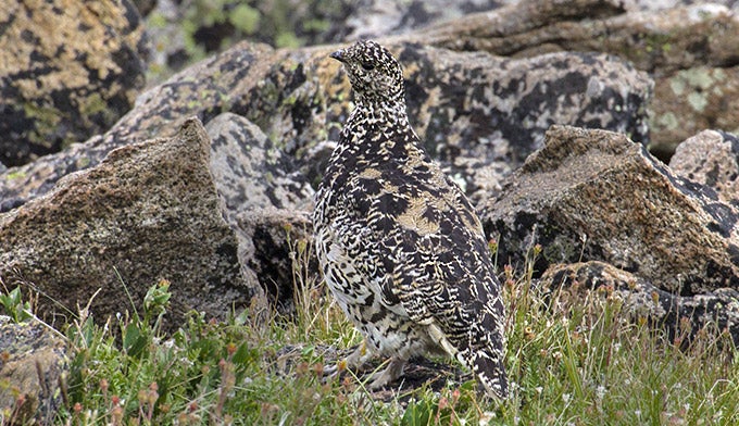 "Ptarmigan bird in summer"