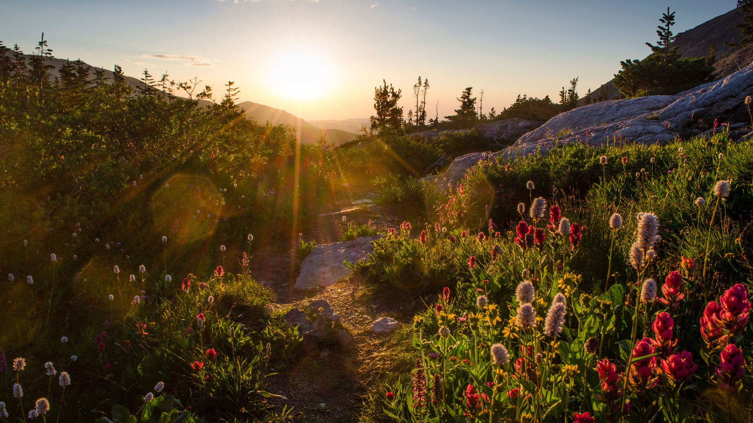 Wildflowers at Upper Ouzel Lake on the Bluebird Lake Trail in Rocky Mountain National Park's Wild Basin