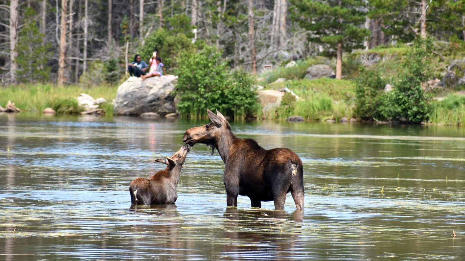 Moose kisses at Sprague Lake in Rocky Mountain National Park