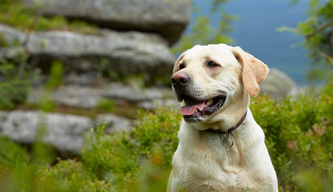 "Dog in the mountains"