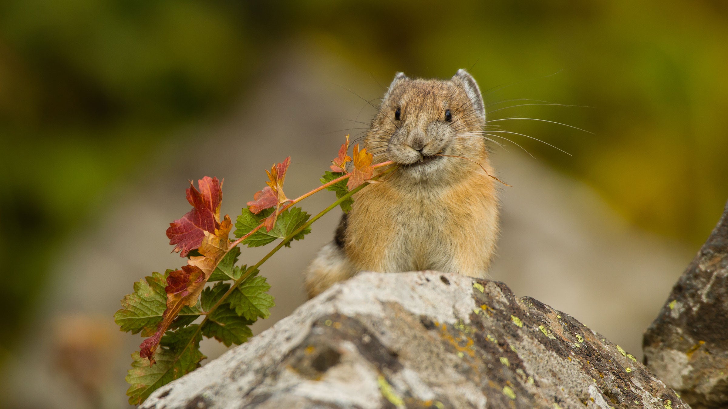 Pika gathering autumn leaves to bring back to its home.