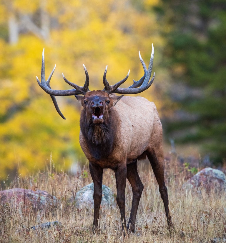 What’s the Best Season to Visit Rocky Mountain National Park?