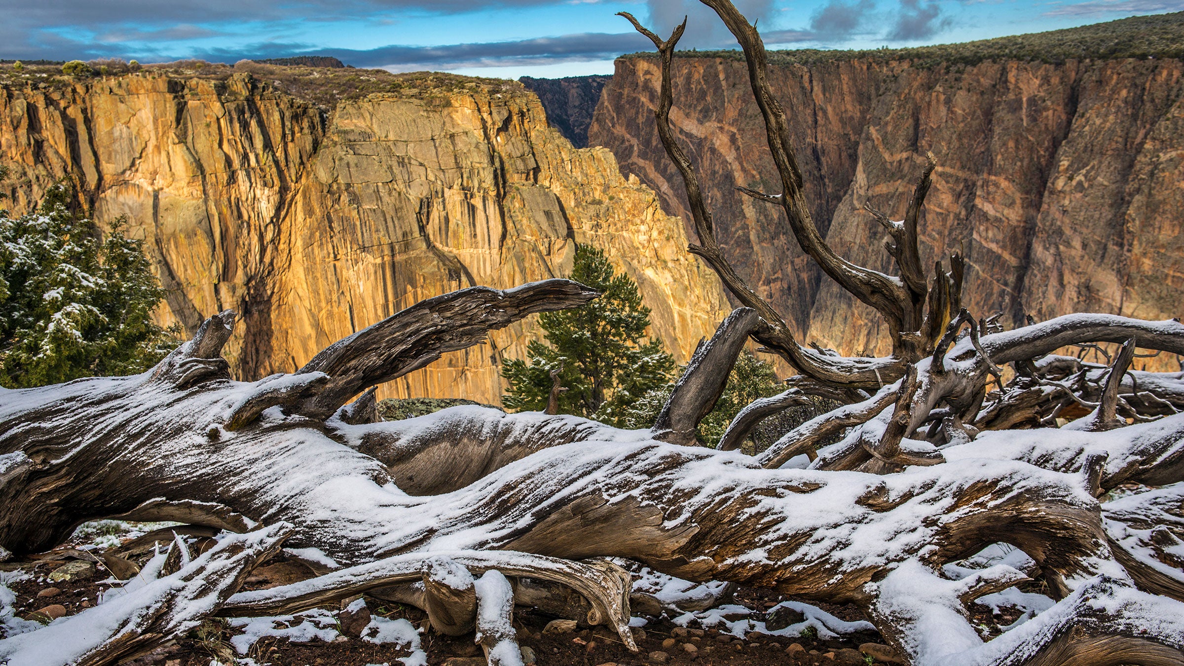 Snow-covered log at Painted Wall in Black Canyon of the Gunnison National Park