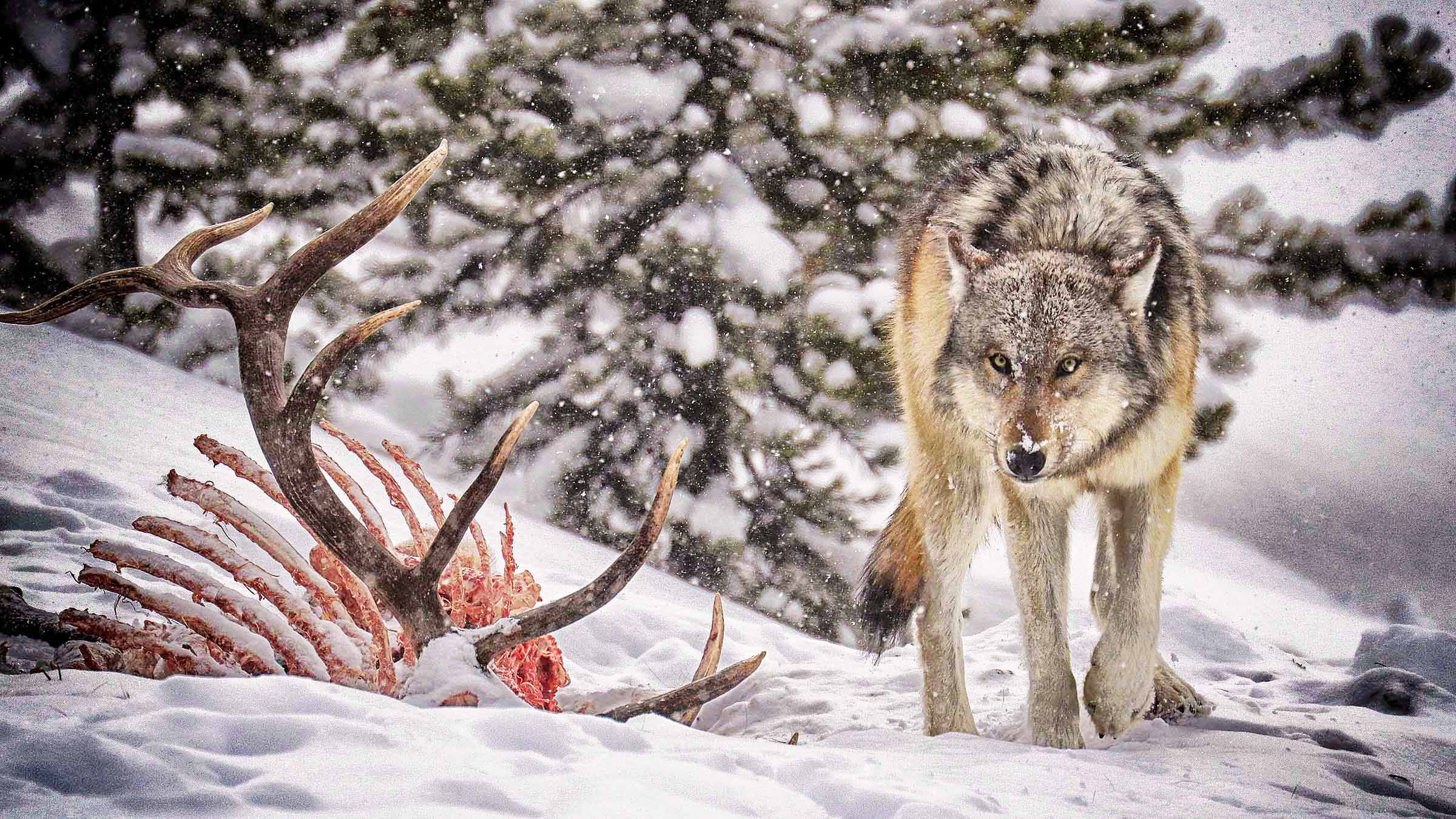 A Gray Wolf looks ahead next to it's leftover prey