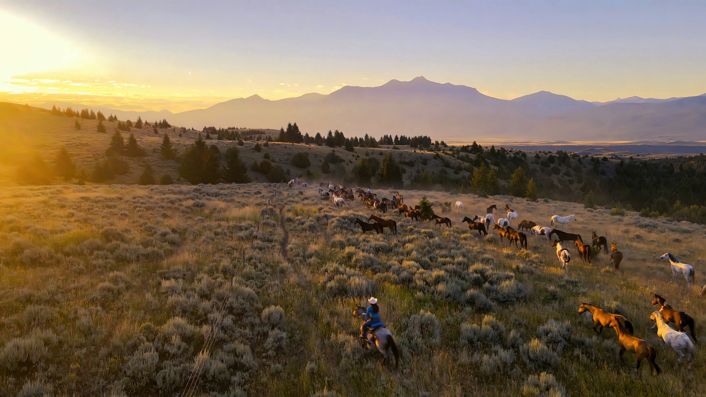 Rounding up horses at sunrise in Yellowstone National Park